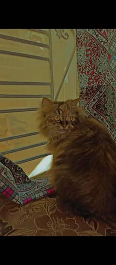 Himalian cat for sale