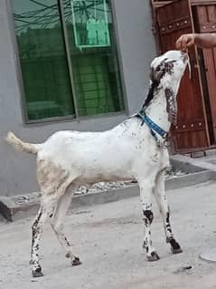 Makkhi Cheena Desi Bakra Sale