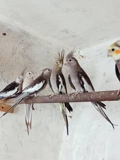 breeder pair
