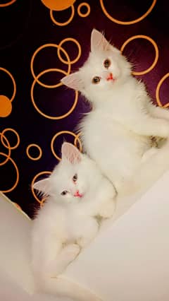Persion Cat for Sale