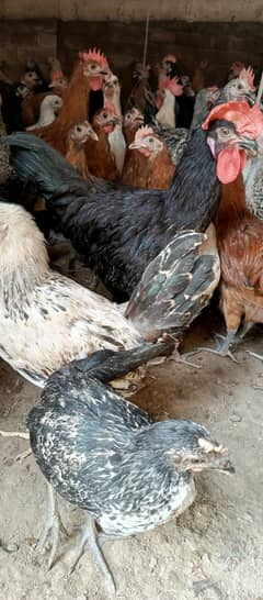 golden misri | desi murghi | sliver misri | misri pathi | hens |chicks