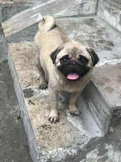Breeder pug female available for sale age 2 Years 03248040084