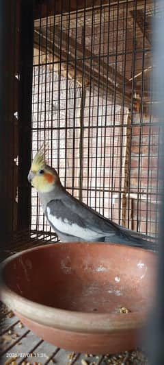 Pair with chicks and box