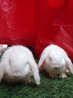 Holland lop bunys top breed