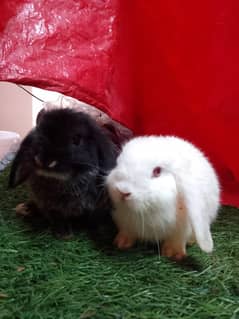 Holland lop bunys top breed