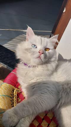 Double Coated Persian Cat