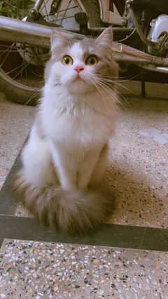 Pure Persian Female cats