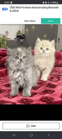 Persian cat for sale male or female my WhatsApp03 29=7012=291