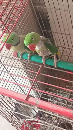 Raw Breeder Pair
