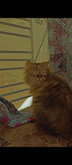himalian cat