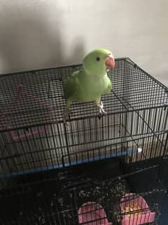 Ringneck healthy and active