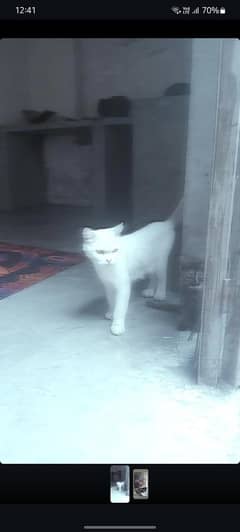 Turkish Van cat for sale
