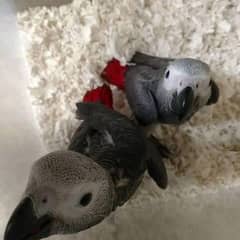 African grey parrot  checks for sale =343=0822=838/