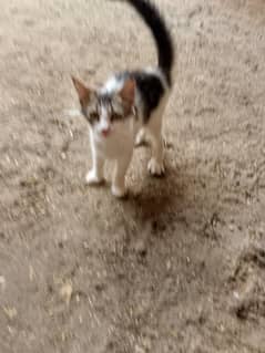 cat baby