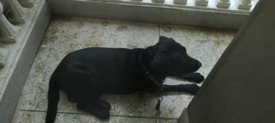 Labrador