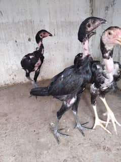 Thai trad pakoy Vietnam lasani Amroha chicks available