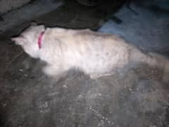 Cat for sale arrgent