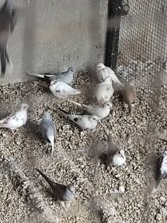 Dove birds / red pied / diamond pied
