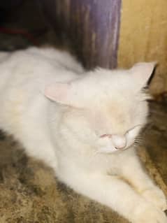 Persian
