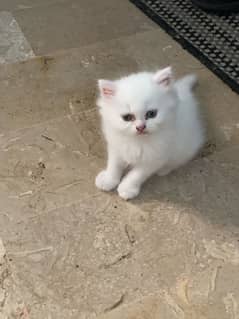 Persian kitten , triple coat , punch face