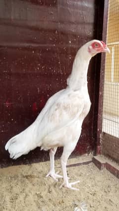 Heera Aseel Female 03100024337