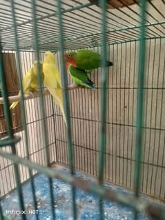 FULL ACTIVE LOVE BIRDS BREEDER PAIR