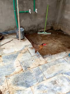 Hens Egg Laying very beautiful and healthy Rs. 2000 per piece