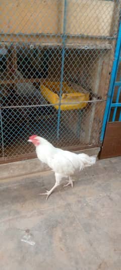 Heera aseel murgha