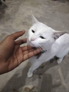 full tran parsian cat