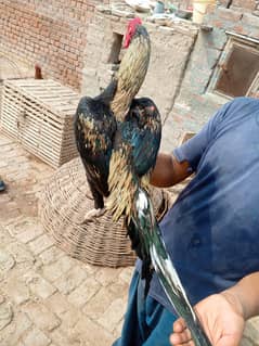 Aseel patha for saill