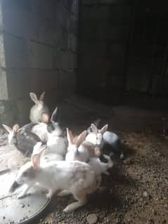 rabbits for sale