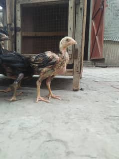 Aseel chicks