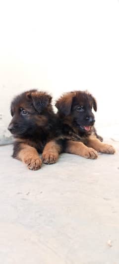German shepherd puppies for available