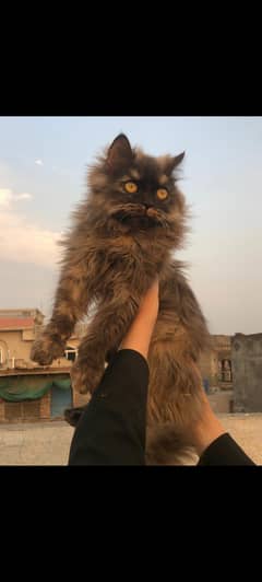 Persian
