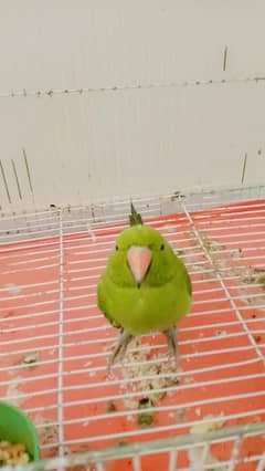 parrot talking