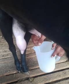 Fresh & Pure Goat Milk