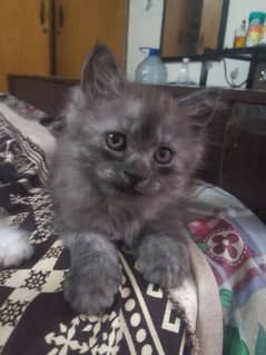 beautiful Persian kitten for sale, trained and playful Persian cat