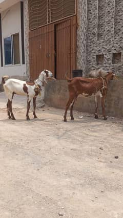 bakri