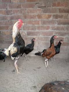 Mianwali quality aseel fresh and fertile eggs