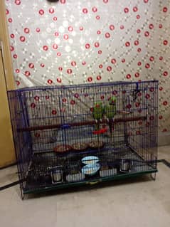 breeder pair all ok 0320445522  4