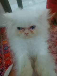 blue eyes flame point cat kitten