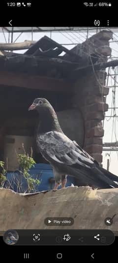 pigeon