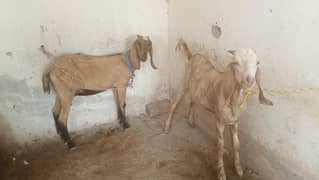 bakra or bakri for sale