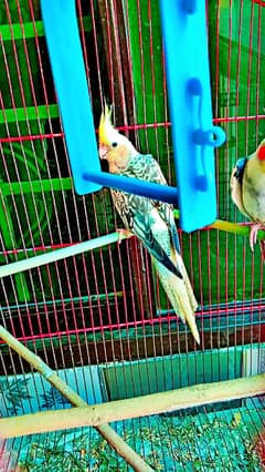 Cocktail parrats pair available fully health and active
