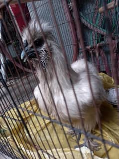white silkie hen