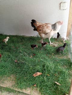 Hen / Chicken's