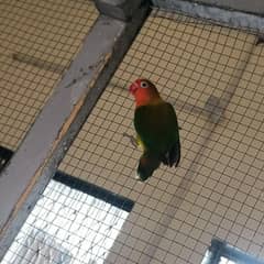 love birds  for sale