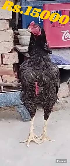 Shamo