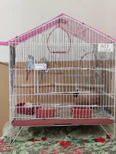 Budgie