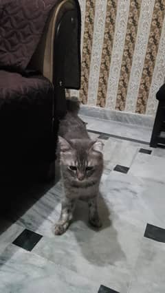 Persian Cat Male for sale